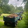 Trailer loads of hardwood firewood Image 3