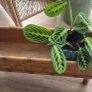 Mid Century Planter Image 2