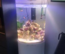 Fish Tanks For Sale