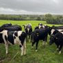 Spring Calving Heifers Image 2