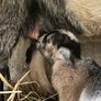 Pygmy goat - STUD Image 2