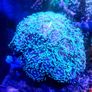 Coral frags Image 3