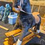Rocking Horse Image 6