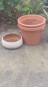 Misc plant pots and a plant