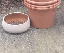 Misc plant pots and a plant