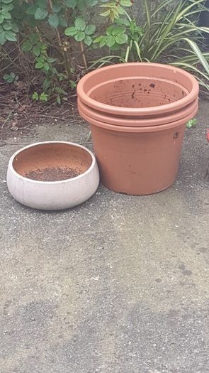 Misc plant pots and a plant
