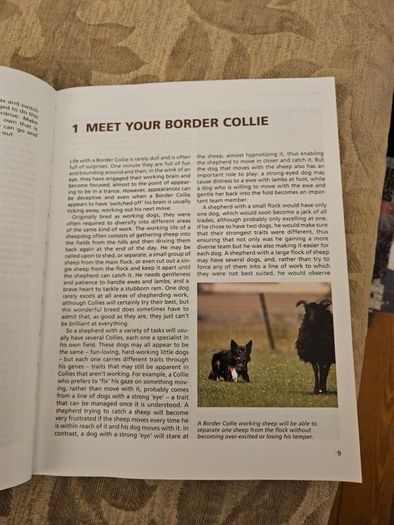 Training Border Collies. By Barbara Sykes's Large Volume Paperback In Good Condition.  See Photos For Same.