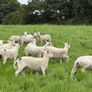 Easy care organic 3 hogget rams & ewe & ram lambs Image 7