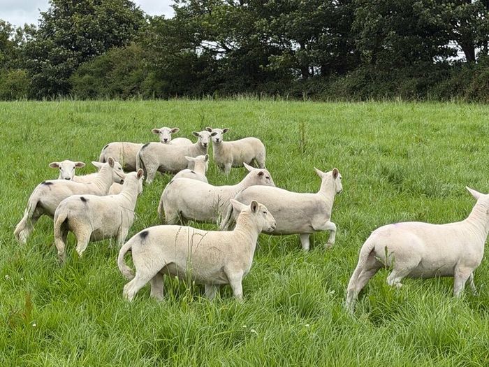 Easy care easycare organic rams & ewe, ram lambs
