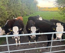 Hereford Heifers