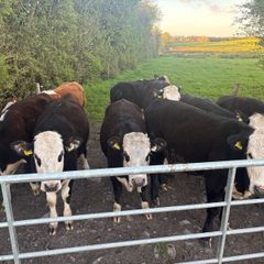 Hereford Heifers