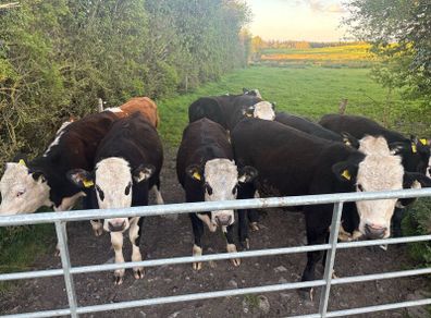 Hereford Heifers