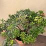 Big plant with clay pot Image 2