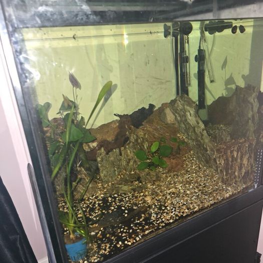 200l fish tank
