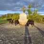 Weanling Image 4