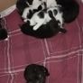 kittens Image 2
