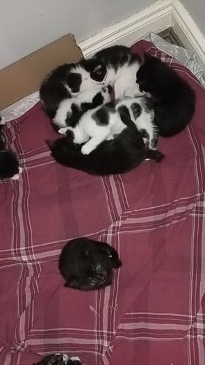 kittens