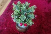 small cherry plant pot