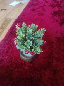 small cherry plant pot