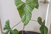 Anthurium Balaoanum Plant