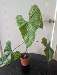 Anthurium Balaoanum Plant