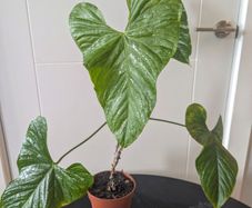 Anthurium Balaoanum Plant