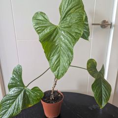 Anthurium Balaoanum Plant
