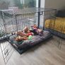 Dog Crate Image 3