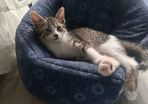 adopt