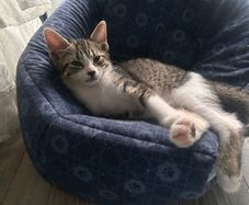 adopt