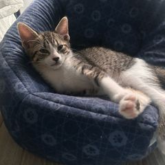 adopt