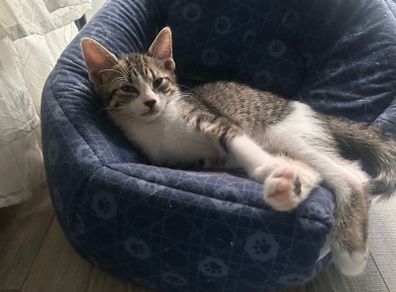 adopt
