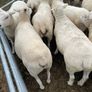 Organic sheep for Ballyjamesduff breeding sale Image 7