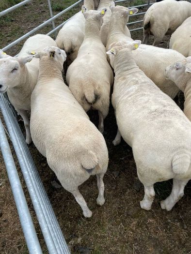 Organic sheep for Ballyjamesduff breeding sale