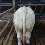 Pb Charolais Bull Image 5