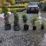 Pencil Conifer Trees 5ft just 45 euro Image 5