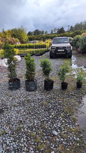 Strong Lavender Hidecote in 3 litre pot