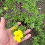15 mature plants/shrubs Image 6