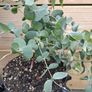Eucalyptus Gunnii Image 5