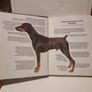 Dobermann - Pet Love Image 2