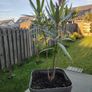 Nerium Oleander PINK Image 3