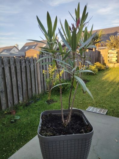 Nerium Oleander PINK