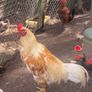 chickens Image 2