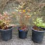astilbe - pink white and red varieties Image 6