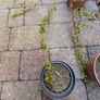 Cotoneasters-various sizes and prices Image 10