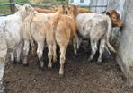 7 heifers