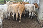 7 heifers