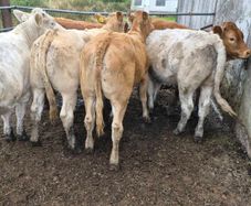 7 heifers