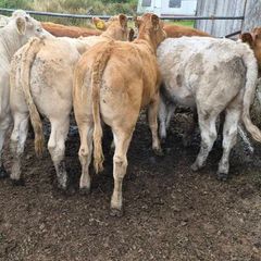 7 heifers