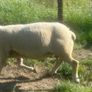 Charolais Ram Image 3